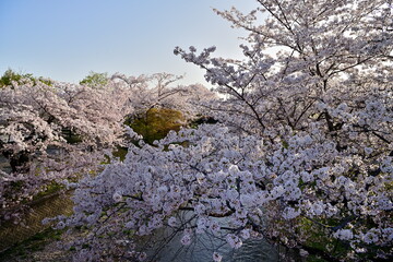 五条川の桜