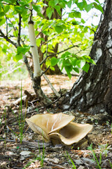 Mushrooms in the Russian birchwood.