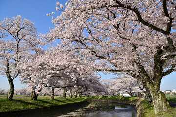 五条川の桜