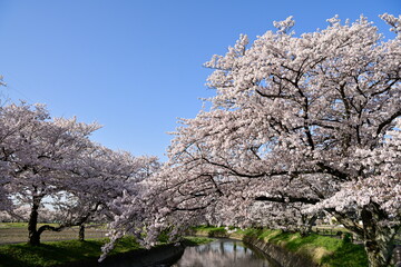 五条川の桜