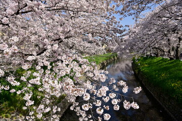 Obraz na płótnie Canvas 五条川の桜