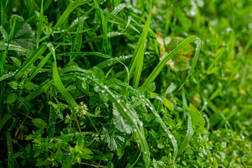 L'arte della natura.  Rugiada su foglie. 