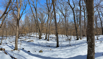 Panorama of Forest and Trees in Snow