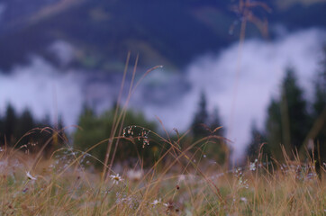 Obraz premium botanical background of wildflowers and grass with dew drops