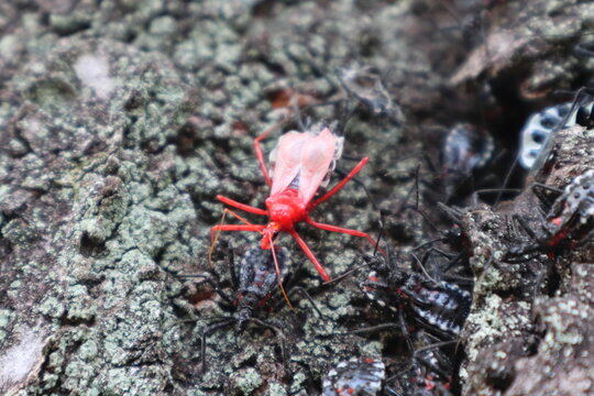 738 Best カメムシ Images Stock Photos Vectors Adobe Stock