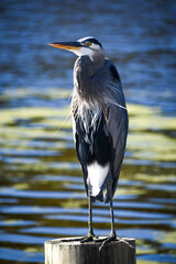 Great Blue Heron Bird Perched By a Pond at Magnolia Gardens in Charleston, South Carolina 