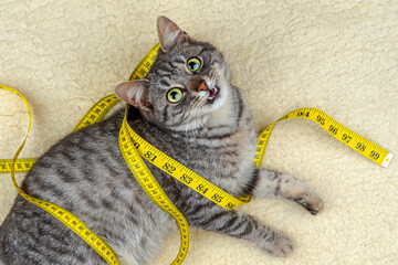 Pet cat playing with a measuring tape