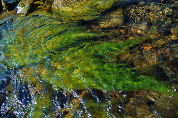 Landscape with a riverain bank, on a sunny day in summer
