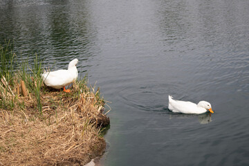 ducks on the water