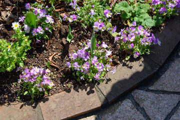 花壇に植わる春の花
