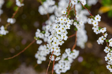 高知県はモネの庭に咲くユキヤナギ