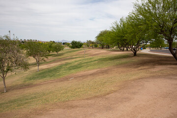 olive grove in region