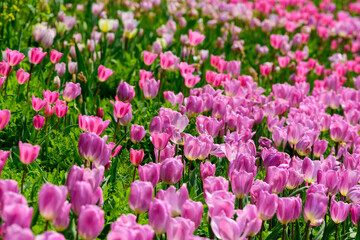 高知県はモネの庭の満開のチューリップ