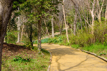 Fototapeta na wymiar 高知県はモネの庭の園内遊歩道