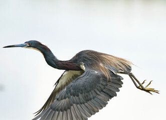 Tricolor Heron showing striking colors 
