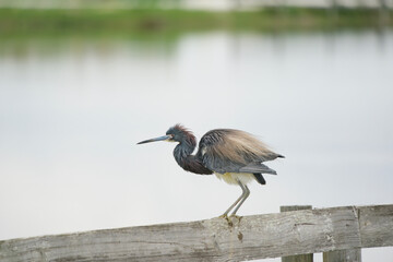 Tricolor Heron showing striking colors 