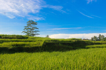 Fototapeta na wymiar beautiful natural scenery in the rice fields