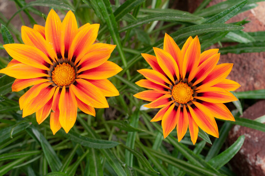Flowers in the garden or Novias del sol with foliage in the background