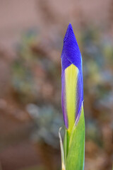  Iris Bloom before Blooming