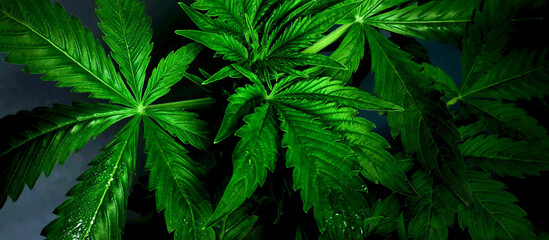 green marijuana leaves,cannabis medicinal plant on dark background.