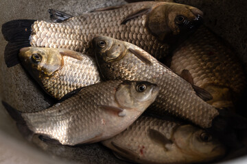 fresh raw fish, fishing catch crucian carp .