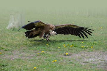 A close up of a large lappet-faced vulture or Nubian vulture (Torgos tracheliotos) starting to fly