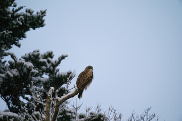 雪の積もった枝に留まった鳶