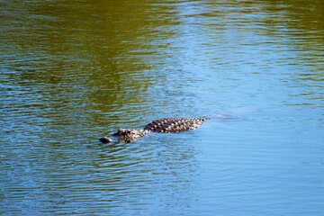 alligator in the water