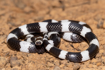 Australian Bandy Bandy Snake in curled position