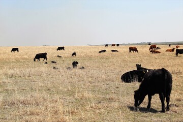 Field of cattle with calves with their mothers