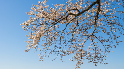 桜　花と枝