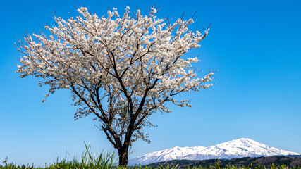 鳥海山と桜　絶景
