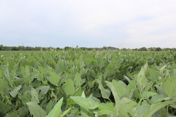 spring crops growing in warm weather