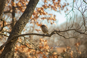 zoomed in small brown bird on branch looking to the left with trees and leaves in the background