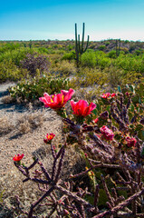 Sonoran Desert Blooms