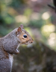 Naklejka na ściany i meble Close-up profile of grey squirrel