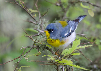 Northern parula (Setophaga americana) in a tree during spring migration in southern Texas, Galveston, TX, USA.