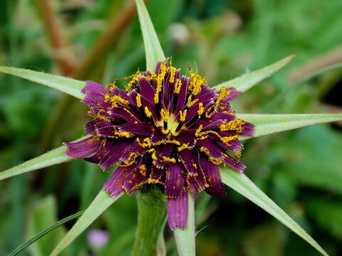 fleure de la valbonne