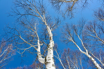 白樺と青空