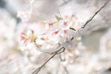 春の白い桜の花
