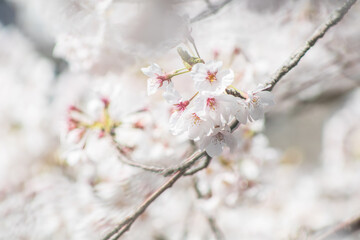 春の白い桜の花