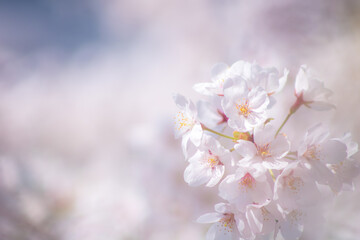 春の白い桜の花