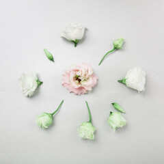White and pink eustoma flowers, flatlay on grey background