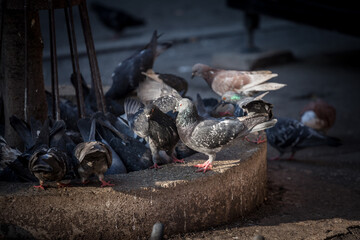 Flock and group of pigeons, a crowd, rock dove, domestic pigeons, gathering looking for food on the sidewalk pavement of an urbanized city