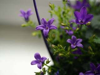 Campanula portenschlagiana (Dalmatiner Glockenblume)