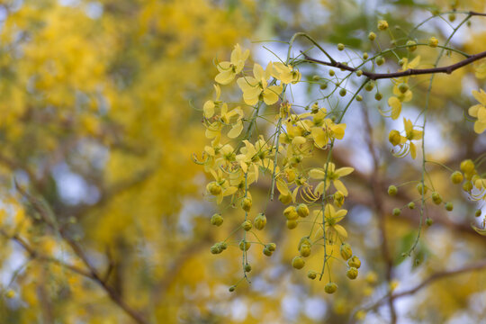 Flowers Golden Shower Tree Bloom Summer Stock Photo 30969868