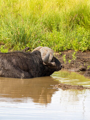 Serengeti National Park, Tanzania, Africa - February 29, 2020: Cape buffalo cooling off in pond