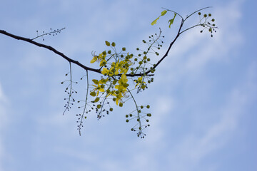 Ratchaphruek Golden shower tree blossoming bright yellow.