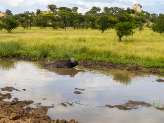 Serengeti National Park, Tanzania, Africa - February 29, 2020: Cape buffalo cooling off in pond
