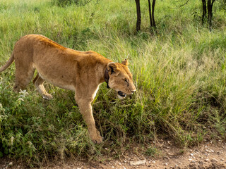 Naklejka na ściany i meble Serengeti National Park, Tanzania, Africa - February 29, 2020: Lioness walking along road of Serengeti national park